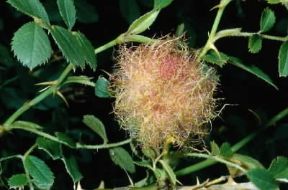 BedeguÃ r. Galle tondeggianti su rami di rose.De Agostini Picture Library/M. Giovanoli